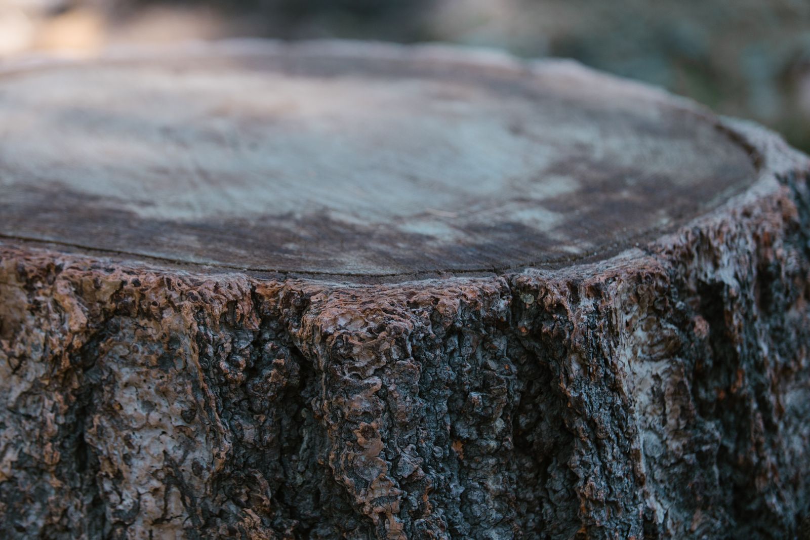 Close view of a cut tree stump and surrounding grass